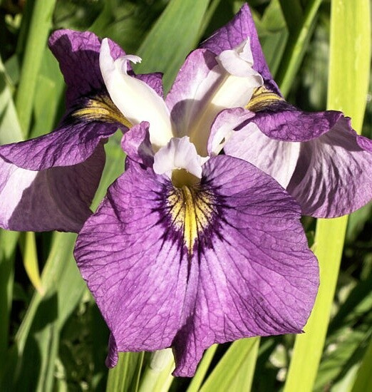 Kosatec č. 108 - Iris pseudata Pixie Won