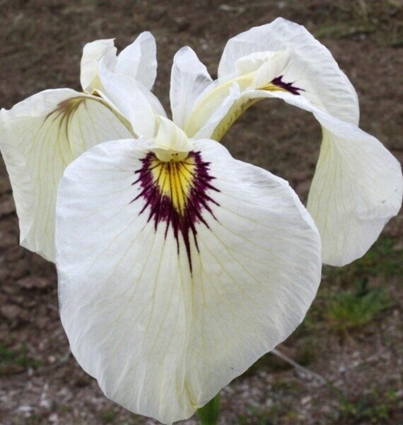 Kosatec č. 109 - Iris pseudata Yukiyanagi
