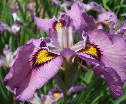 Kosatec č. 111 - Iris pseudata Benibutae