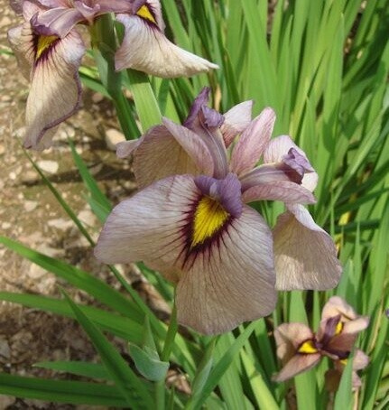 Kosatec č. 112 - Iris pseudata Chaki