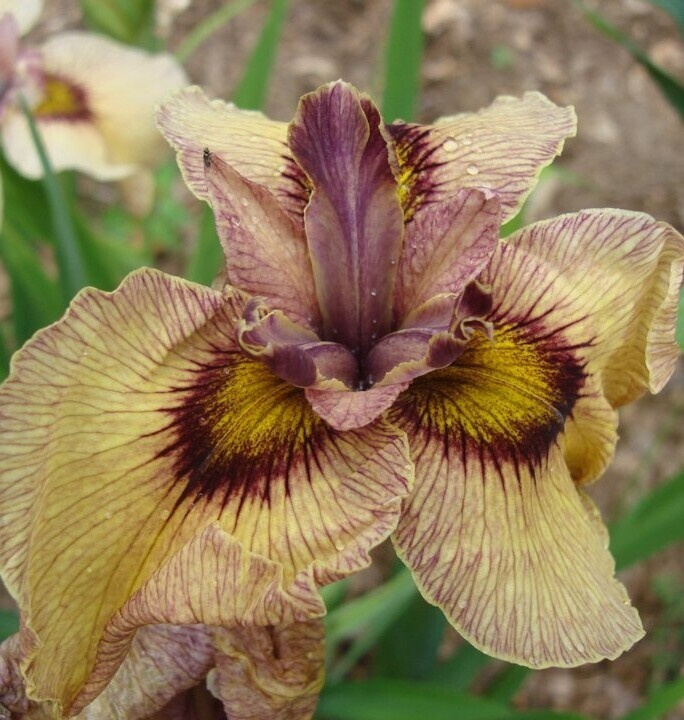 Kosatec č. 115 - Iris pseudata Furui Shiro