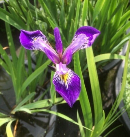 Kosatec č. 125 - Iris versicolor Mountain Brook