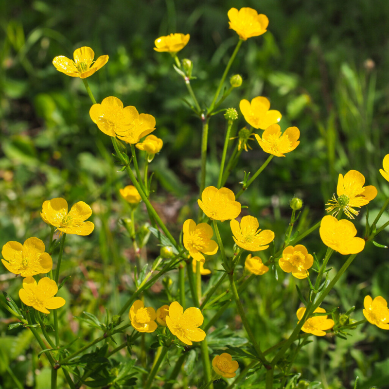 Pryskyřičník prudký č. 75 - Ranunculus acris