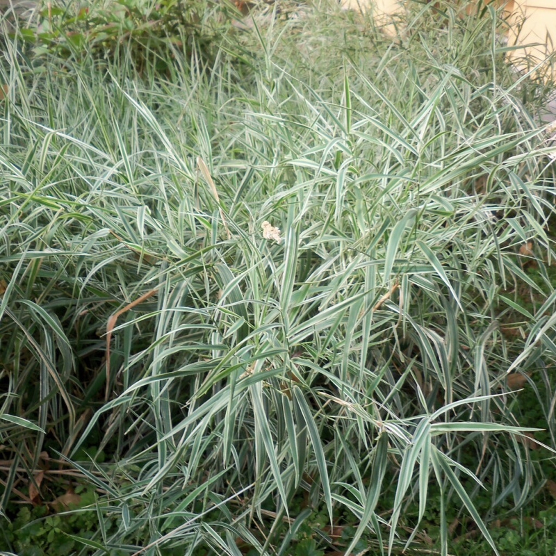 Chrastice rákosovitá č. 18 - Phalaris arundinacea "Picta"