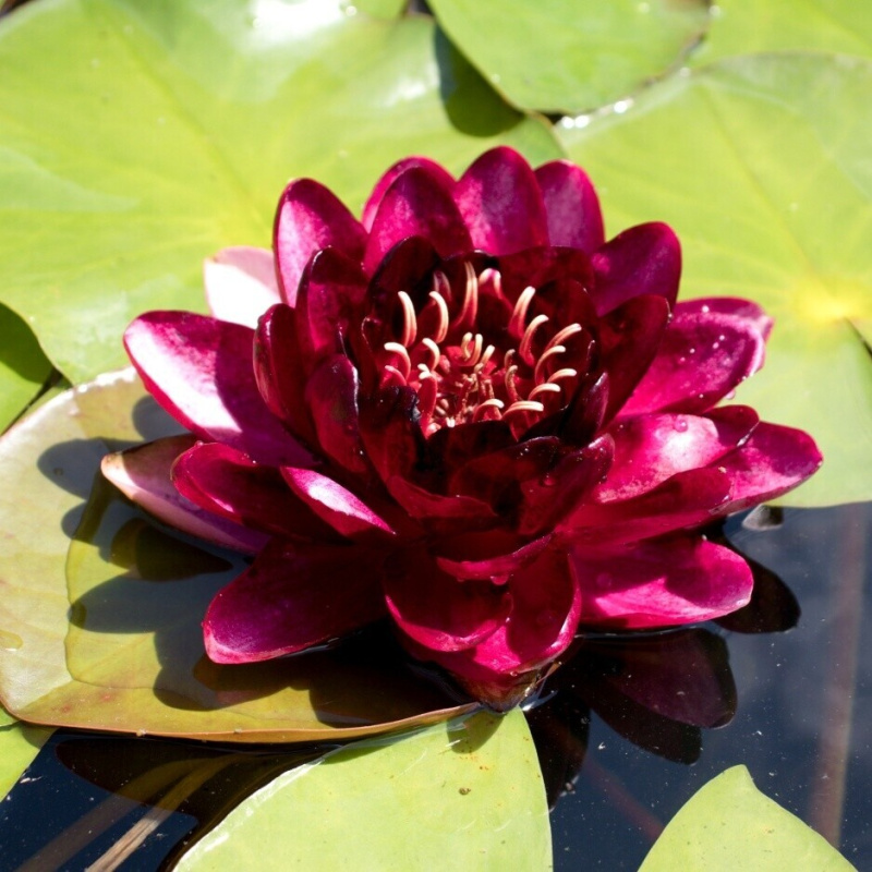 Leknín červenočerný č. 101 - Nymphaea Black Princess