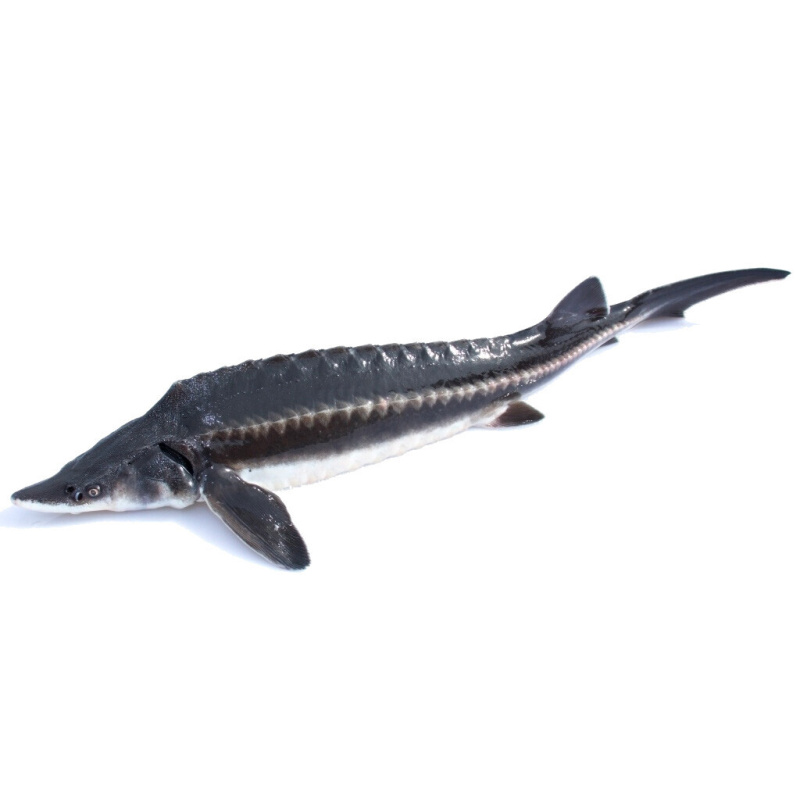 Jeseter hladký (Acipenser nudiventris) nádrž č. 31
