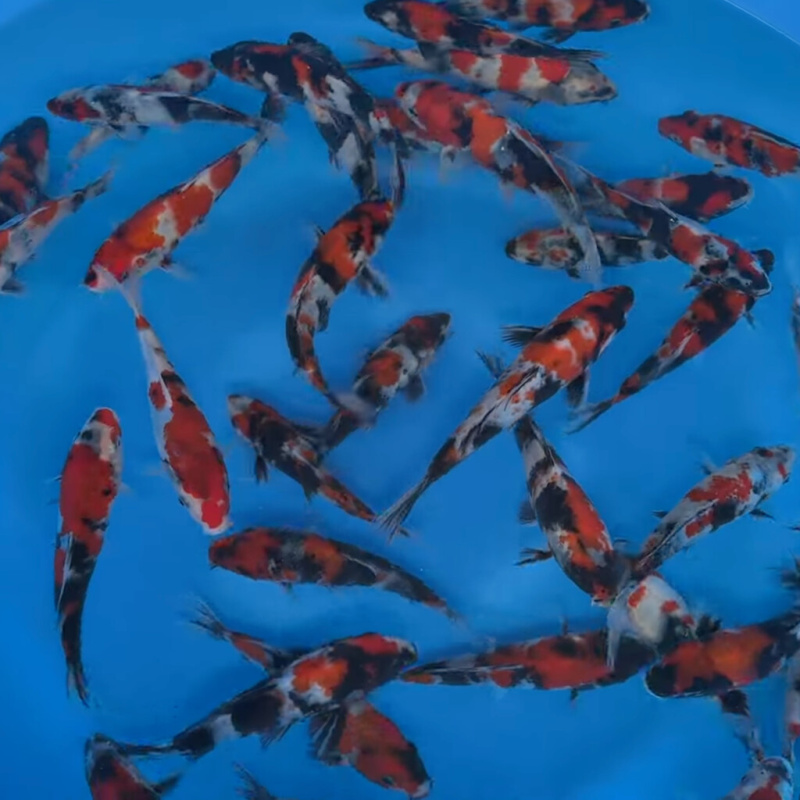Koi kapr nádrž č. 2 Showa 15-20 cm