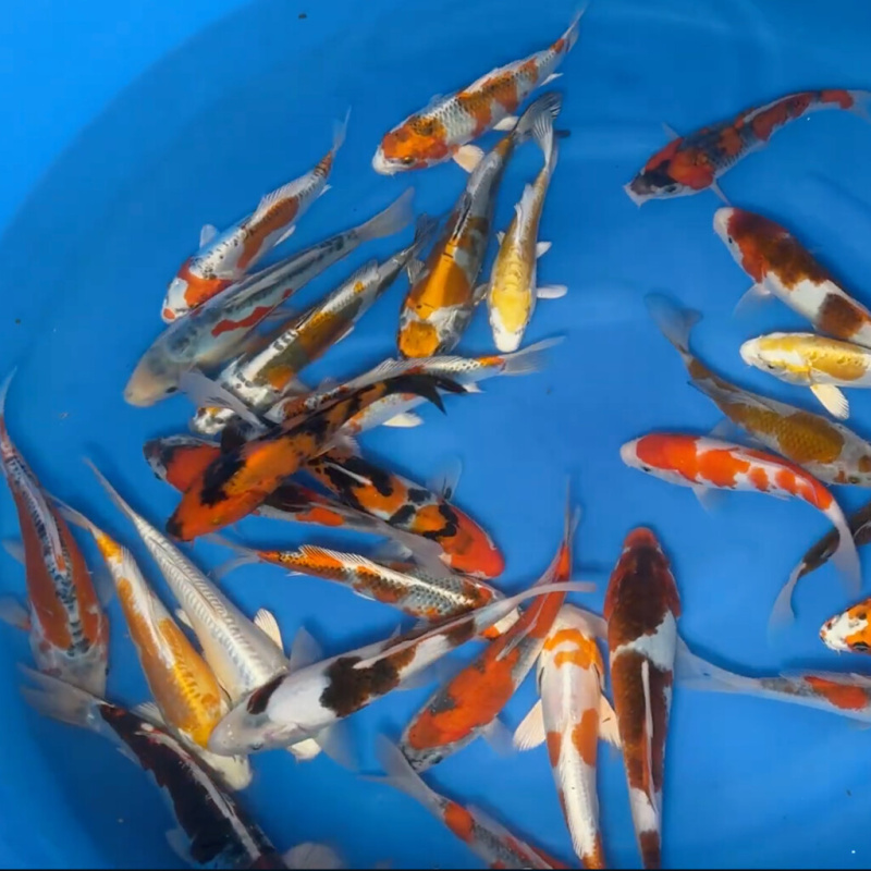 Koi kapr nádrž č. 5 Tosai HQ Mix 17 - 20 cm