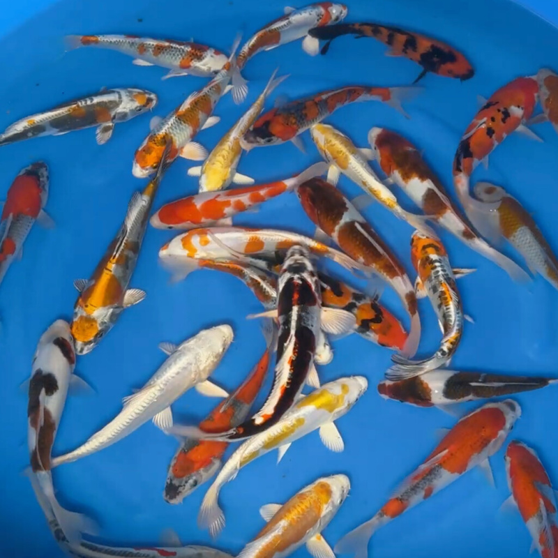 Koi kapr nádrž č. 6 Tosai HQ Mix 17 - 20 cm