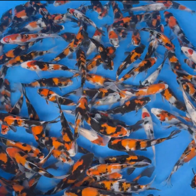 Koi kapr nádrž č. 8 Tateshita Showa 15-20 cm