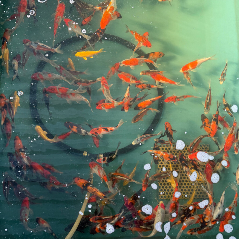Koi kapr nádrž č. 9 Showa, Goshiki, Yamabuki, Shusui 15 - 18cm