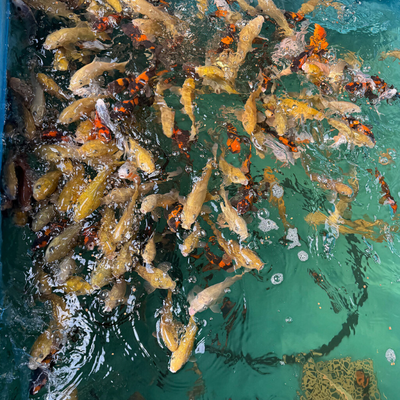 Koi kapr nádrž č. 10 Asagi, Chagoi, Hi Utsuri 15-18 cm