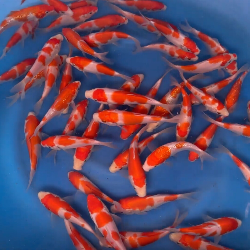 Koi kapr nádrž č. 13 Kohaku 12-15 cm