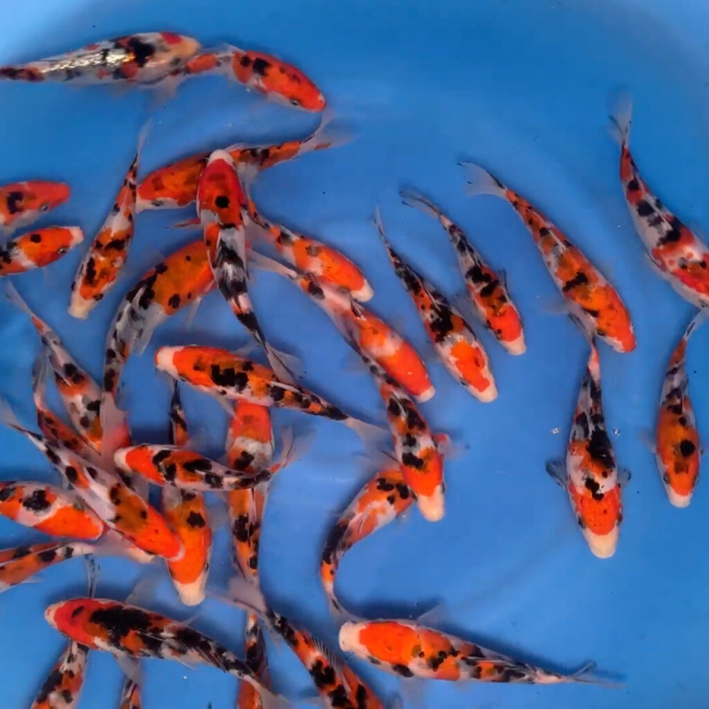 Koi kapr nádrž č. 14 Sanke 12-15 cm