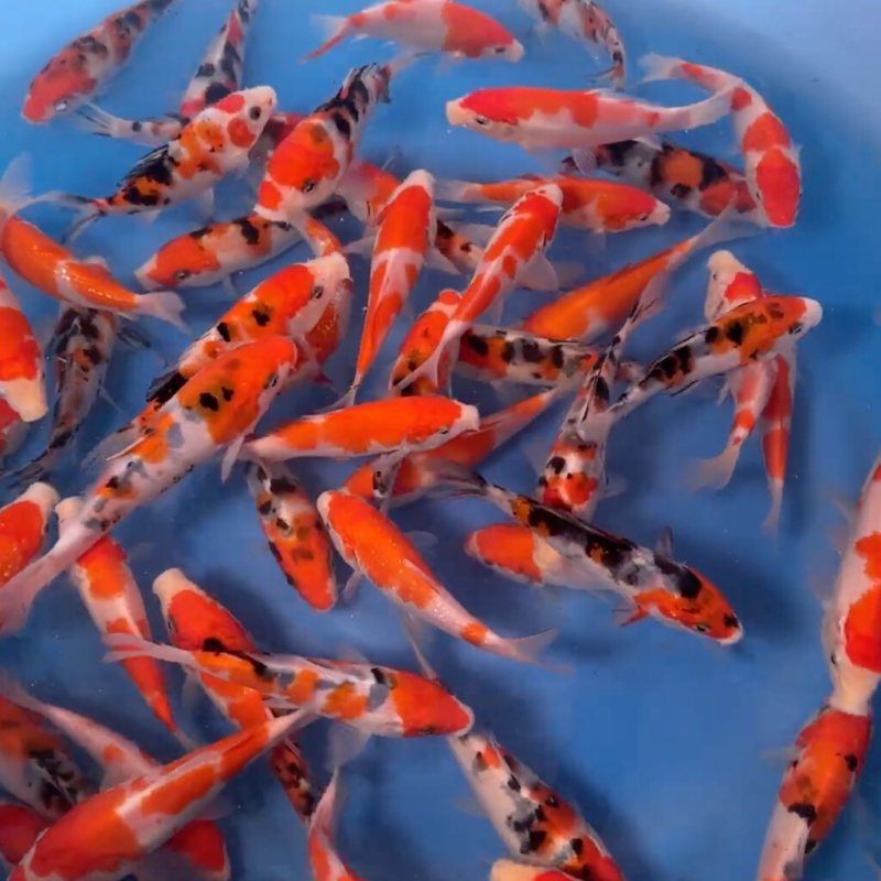 Koi kapr nádrž č. 16 Tosai Sanke 12-15 cm