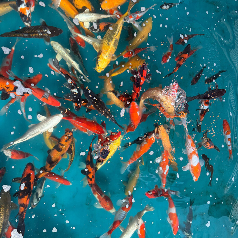 Koi kapr nádrž č. 20 mix 25-40 cm
