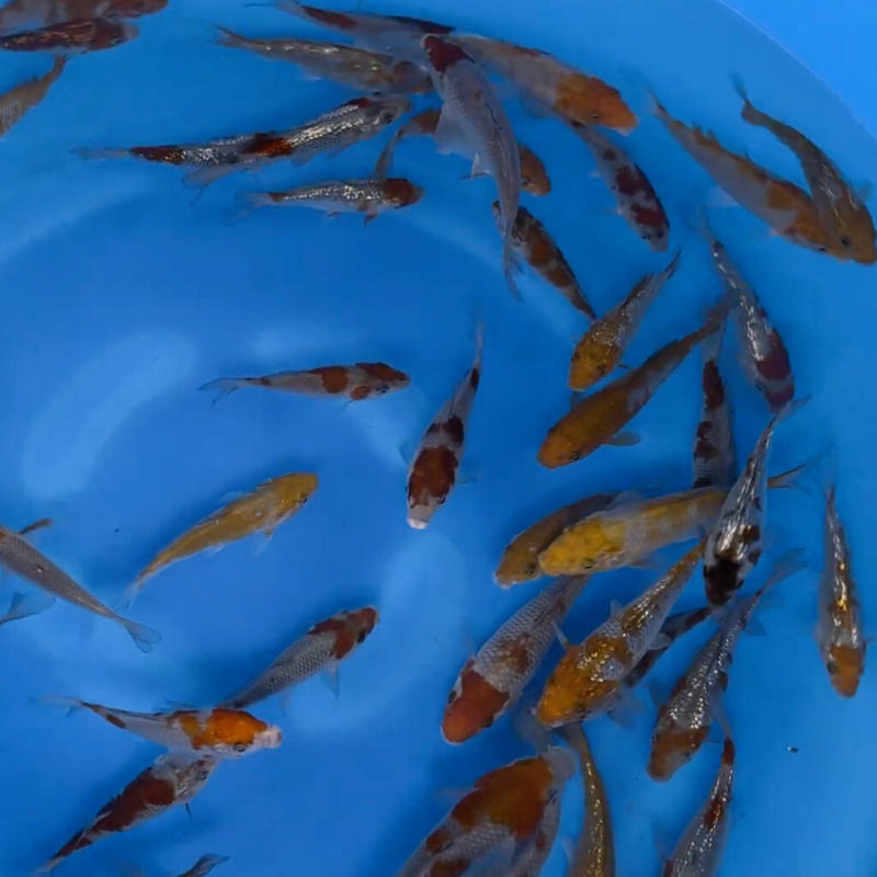 Koi kapr nádrž č. 22 Tosai Ochiba, GR Ochiba 10 -15 cm