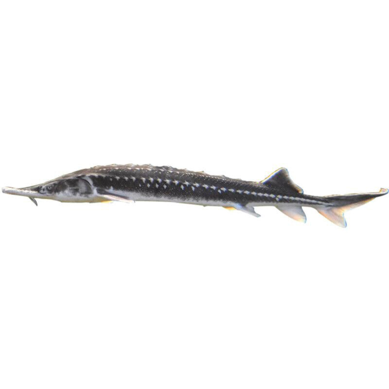 Jeseter hvězdnatý (Acipenser stellatus) nádrž č. 33