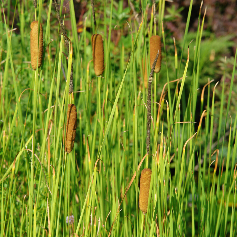 Orobinec štíhlý č. 143 - Typha gracilis