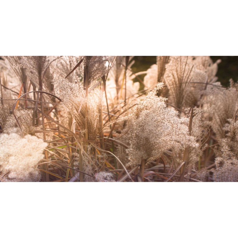 Bondecor Obraz, tištěné plátno Květina 80 x 150 cm