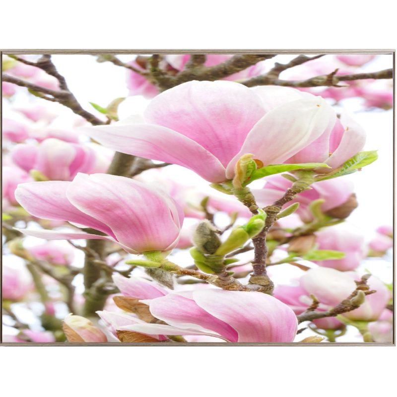 Bondecor Zarámovaný obraz Shadow Flora 59 x 84 cm