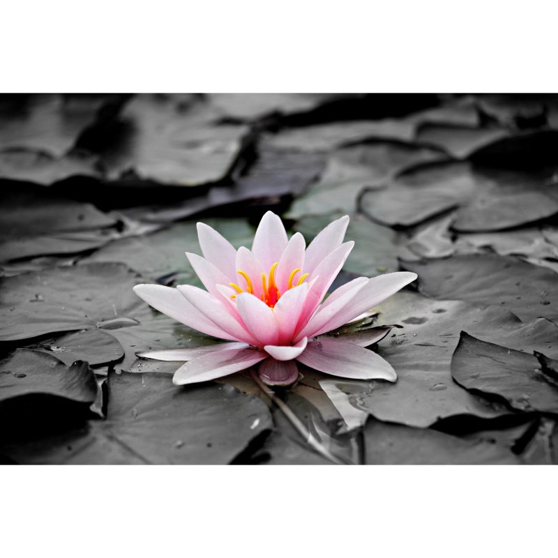 Bondecor Zarámovaný obraz Shadow Modern 60 x 100 cm