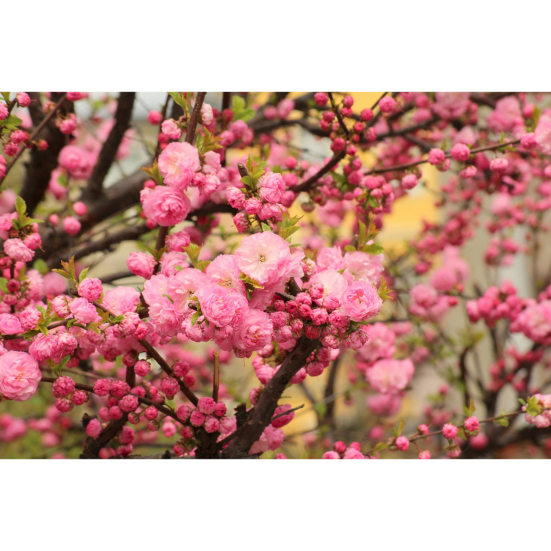 Bondecor Zarámovaný obraz Shadow Trendy 60 x 100 cm