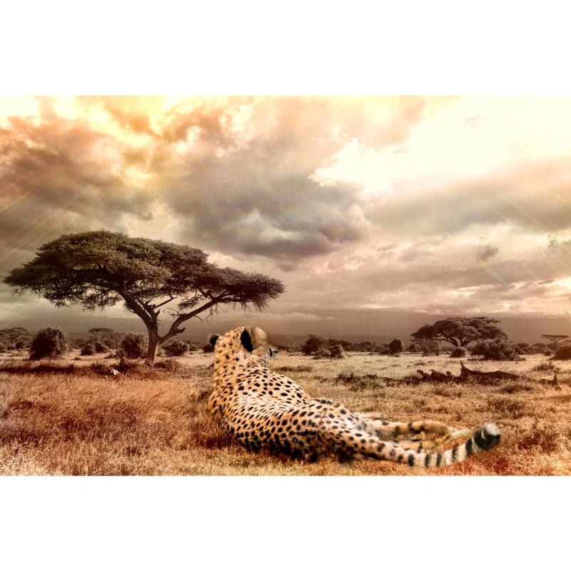 Bondecor Zarámovaný obraz Shadow Free 60 x 100 cm