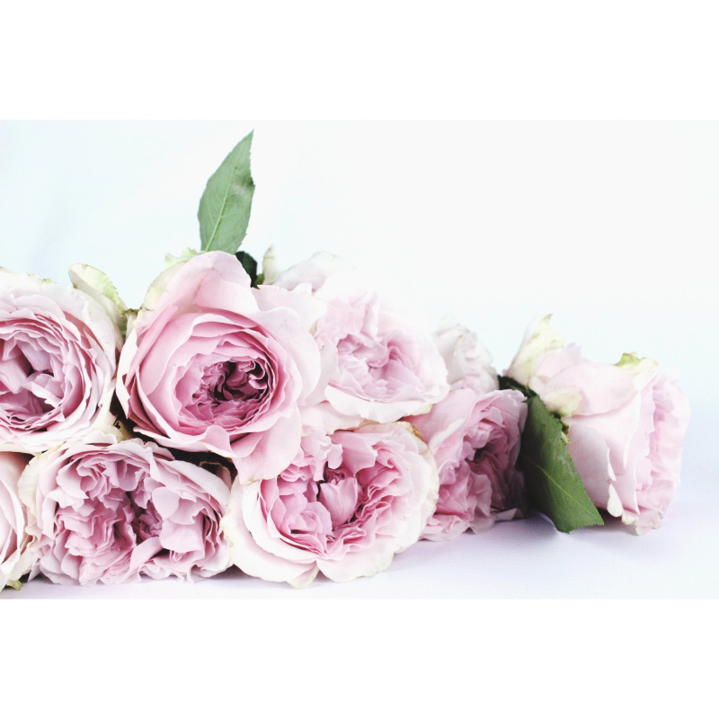 Bondecor Zarámovaný obraz Shadow Flora 60 x 100 cm