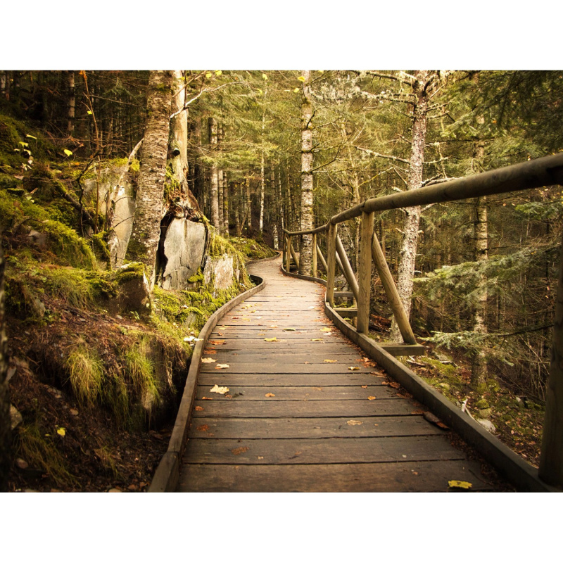 Bondecor Obraz, tištěné plátno Free 60 x 80 cm