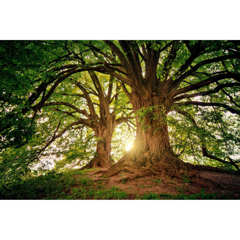 Bondecor Obraz, tištěné plátno CAGI Stromy 80 x 116 cm