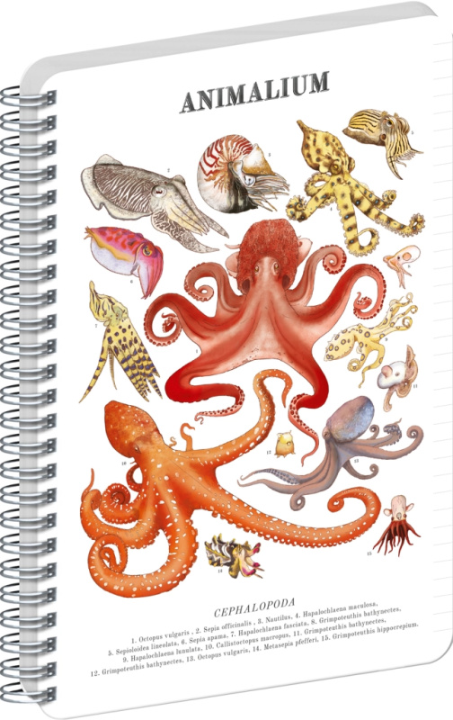 NOTIQUE Špirálový blok Animalium – Hlavonožce (linajkovaný, A4)