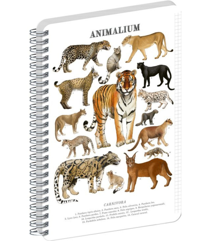 NOTIQUE Špirálový blok Animalium – Mačkovité šelmy
