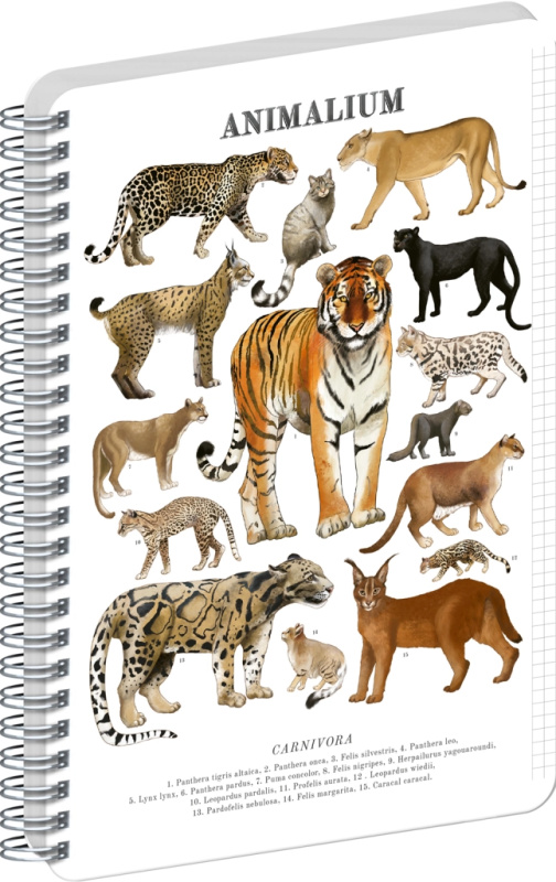 NOTIQUE Špirálový blok Animalium – Mačkovité šelmy