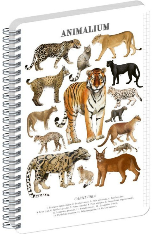 NOTIQUE Špirálový blok Animalium – Mačkovité šelmy