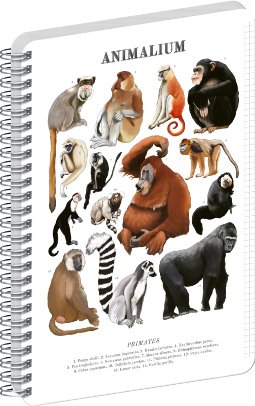 NOTIQUE Špirálový blok Animalium – Primáty (štvorčekovaný, A4)