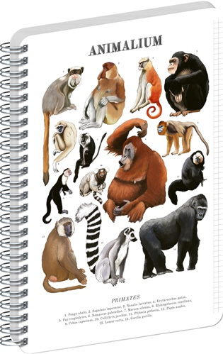 NOTIQUE Špirálový blok Animalium – Primáty (štvorčekovaný, A5)