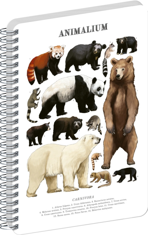 NOTIQUE Špirálový blok Animalium – Medveďovité šelmy