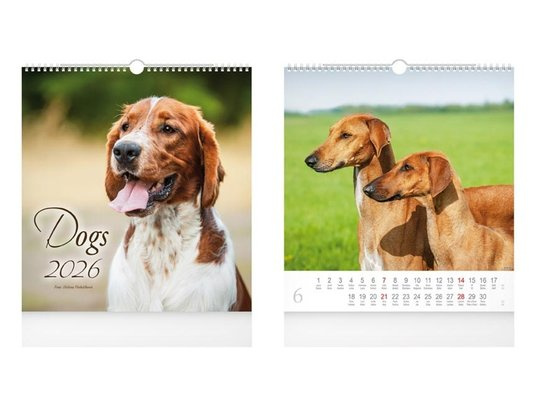 Dogs 2026 - nástěnný kalendář -  Autor Neuveden