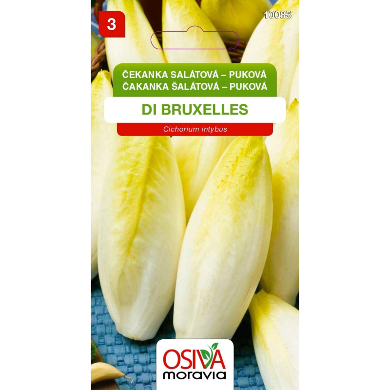 Semínka Čekanka salátová puková (Cichorium intybus)