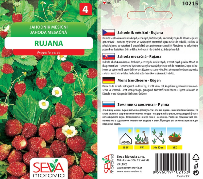 Semínka Jahodník měsíční Rujana (Fragaria vesca)