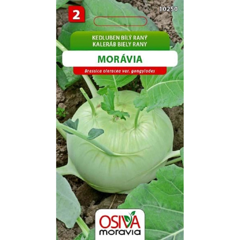 Semínka Kedluben bílý raný Morávia (Brassica oleracea var. gongylodes)
