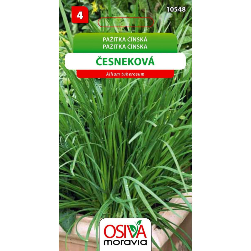 Semínka Pažitka čínská Česneková (Allium tuberosum)