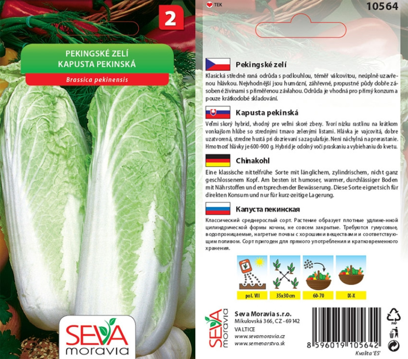 Semínka Pekingské zelí (Brassica rapa subsp. pekinensis)