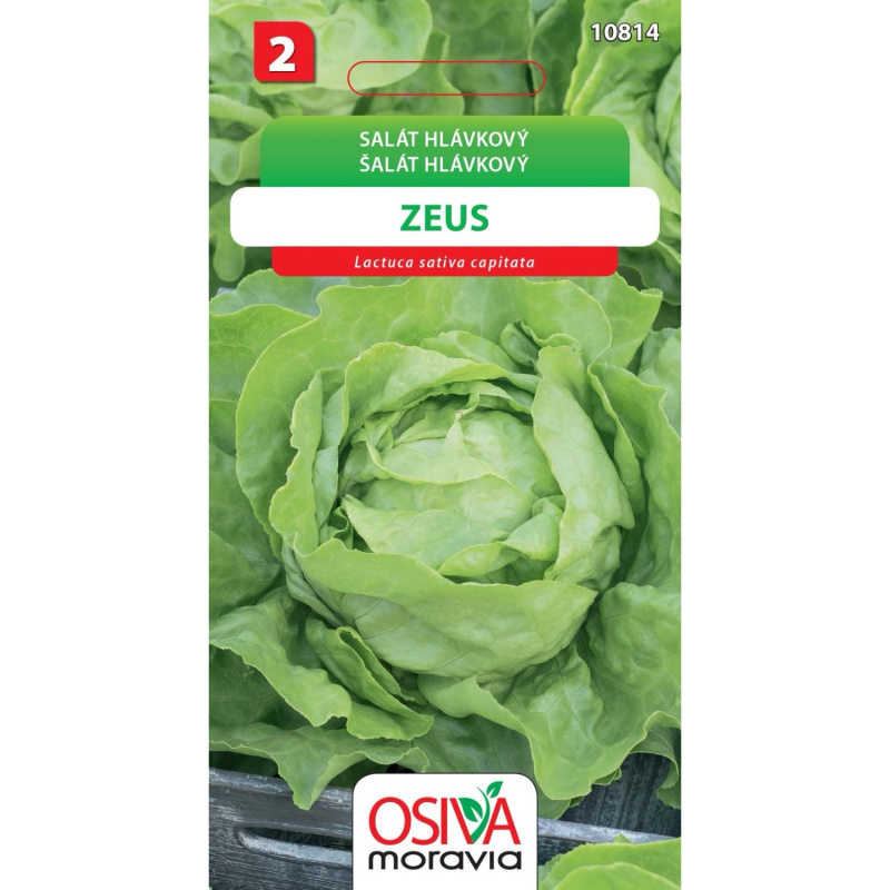 Semínka Salát hlávkový Zeus (Lactuca sativa capitata)