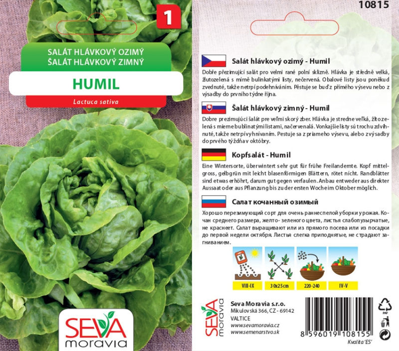 Semínka Salát hlávkový ozimý (Lactusa sativa)