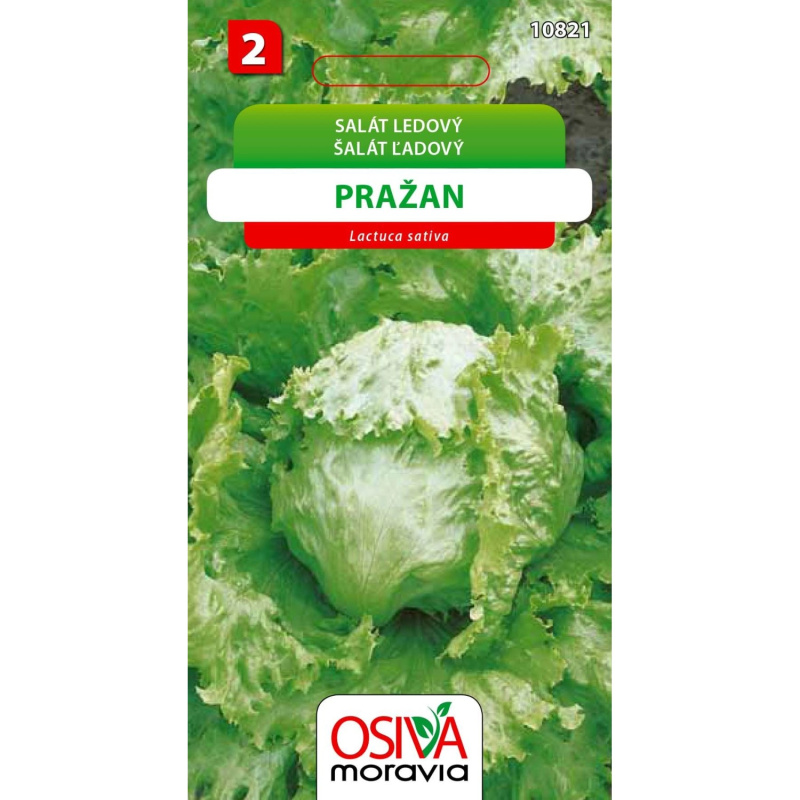 Semínka Salát ledový Pražan (Latuca sativa)