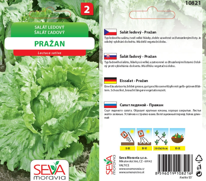 Semínka Salát ledový Pražan (Latuca sativa)
