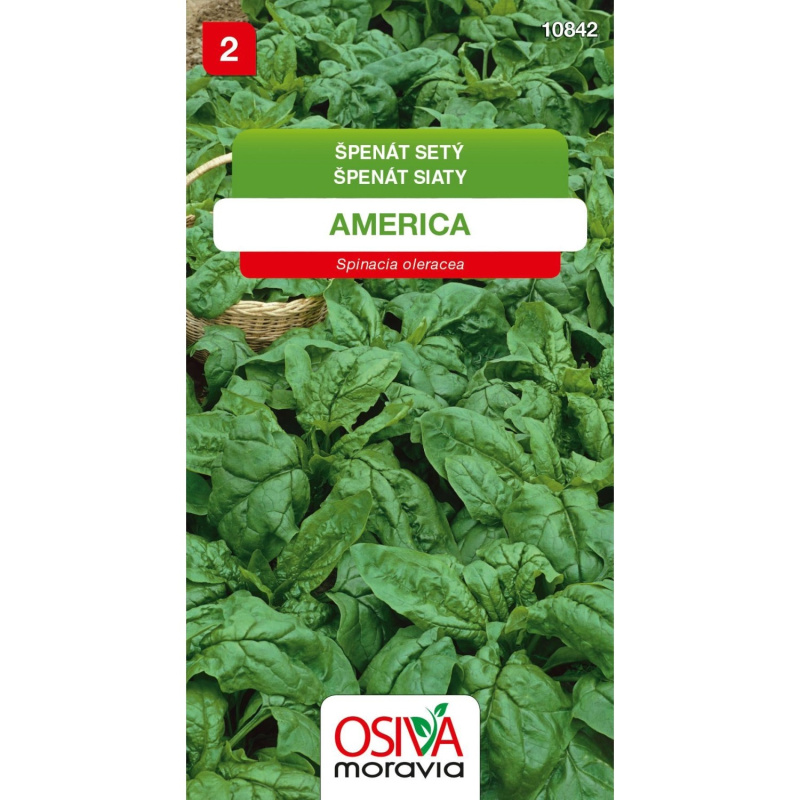 Špenát Setý - America (Spinacea oleracea)
