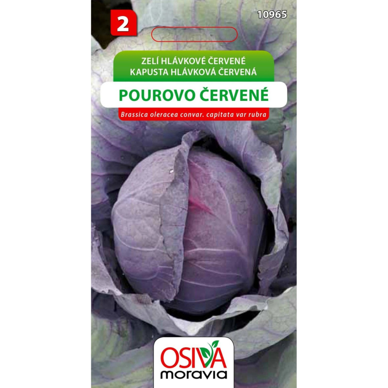 Semínka Zelí hlávkové Pourovo červené (Brassica oleracea convar. capitata var ru